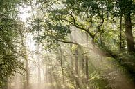 Zonneharp by Nancy van Verseveld thumbnail