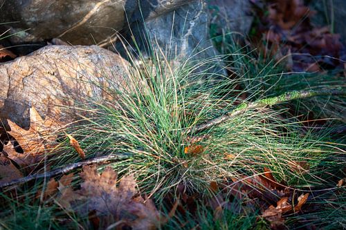 Siergras in rotstuin