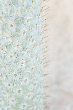 Cactus voor een muur in Mexico - Mexicaanse vibes - van Franci Leoncio