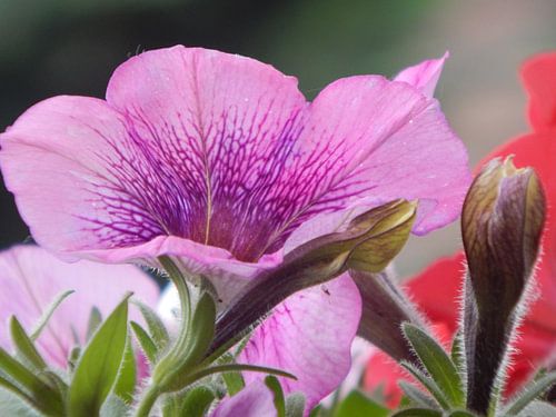 Schönheit der Natur 