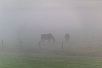 Chevaux dans le brouillard