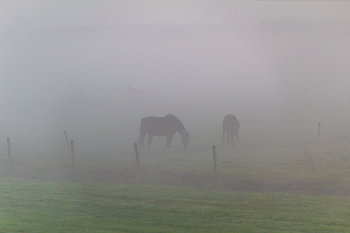 Pferde im Nebel