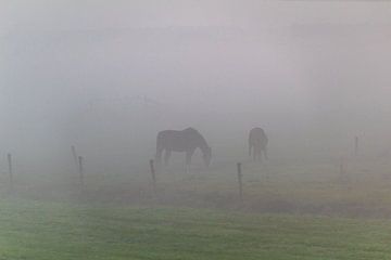 Paarden in de mist van Ralf Bankert