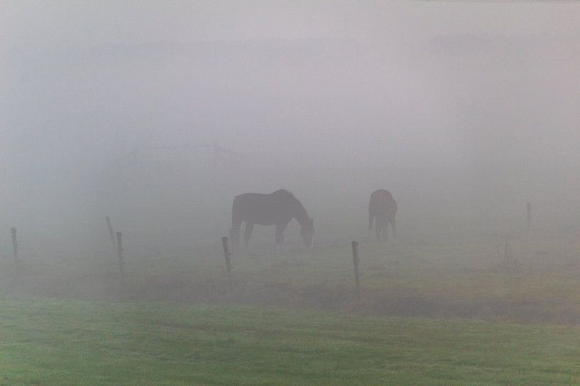 Horses in the fog by Ralf Bankert