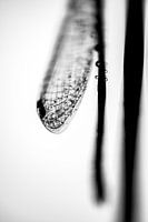 Vleugels van een libel met dauwdruppels