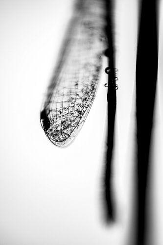 Vleugels van een libel met dauwdruppels