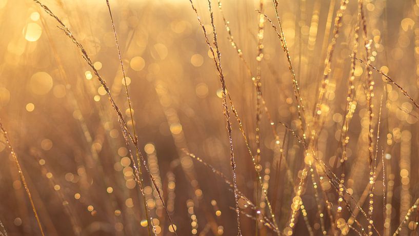 Golden grass by P Leydekkers - van Impelen