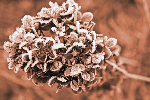 Winterhortensia met ijskristallen in bruin-terracotta kleuring
