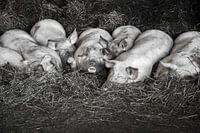 Biggen familie