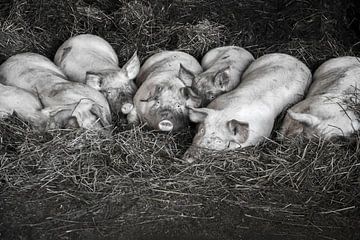 Biggen familie van Roland de Zeeuw fotografie