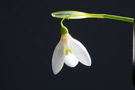 Schneeglöckchen von Jean's Photography