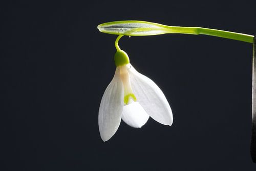 sneeuwklokje met zwarte achtergrond
