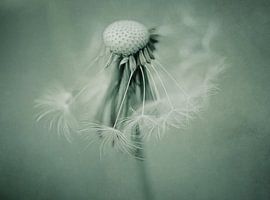 Ungezähmt von The Art Of Vili