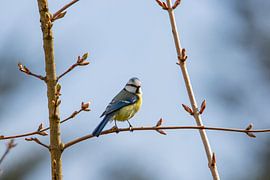 Pimpelmees op dunne tak in tuin van Martin Steiner