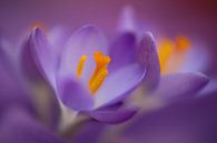 Purple crocuses in springtime by Annika Westgeest Photography thumbnail