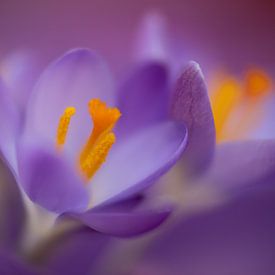 Purple crocuses in springtime by Annika Westgeest Photography