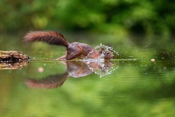 Splash Squirrel