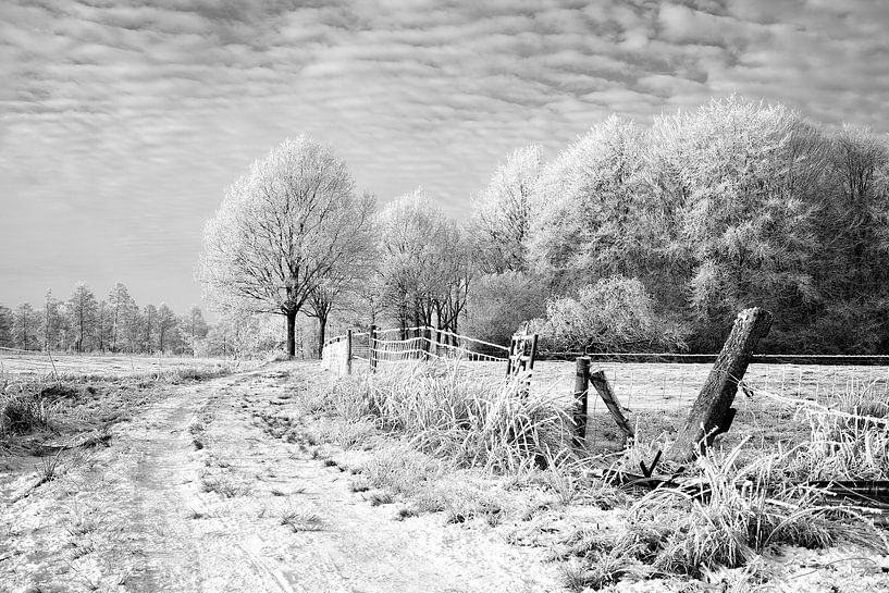 Zaun im Schnee estate Nienoord Leek Niederlande von R Smallenbroek