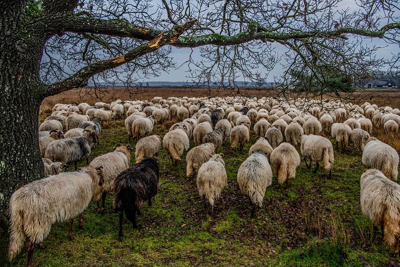 Moutons dans le Dwingelenderveld par Willem Woudenberg / Photobywim