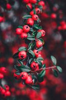 Berry branch