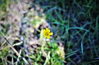 Boterbloem in het gras