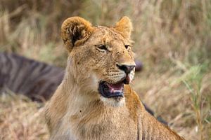 Löwen in der Masai Mara