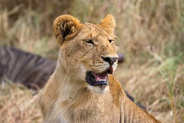 Leeuwen in de Masai Mara van Roland Brack