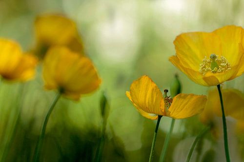  Gele papavers in bloei