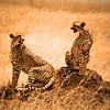 Cheetah couple von Rianne Magic moments