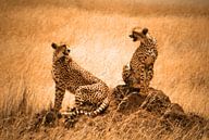 Cheetah couple von Rianne Magic moments Miniaturansicht