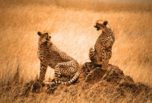 Cheetah couple