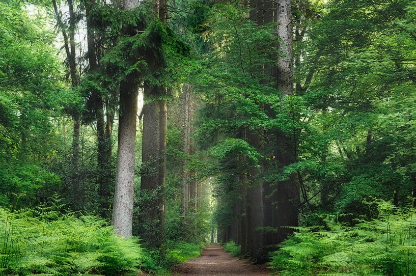 The fern lane by Loris Photography