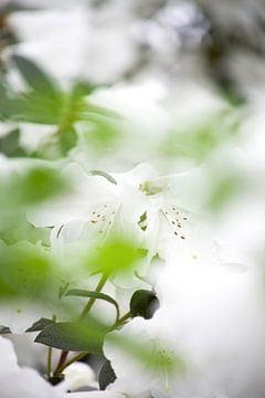 witte bloem van marijke servaes