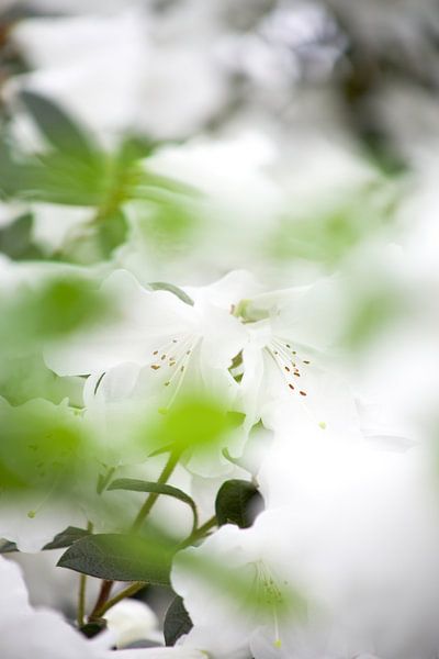 witte bloem von marijke servaes