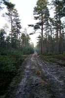 Wald#4