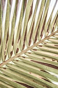 Palm leaf close-up