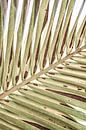 Palmblad close-up van Adriano Oliveira thumbnail