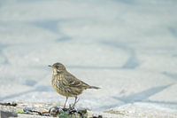 Bank Pipit