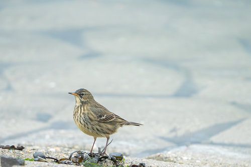 Pipit roussâtre sur Mark Baas