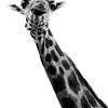Serie Giraffe von Lens_en_Dier
