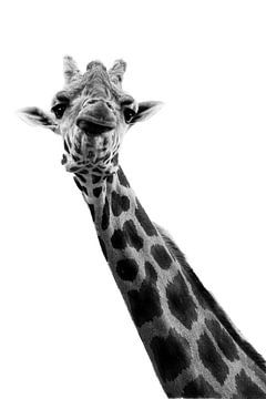 Giraffe series