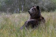 European Brown Bear ( Ursus arctos ) sitting on its butt par wunderbare Erde Aperçu