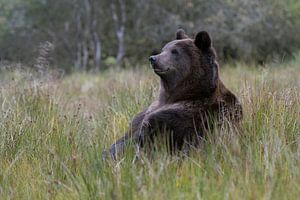 European Brown Bear ( Ursus arctos ) sitting on its butt van wunderbare Erde