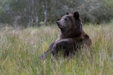 European Brown Bear ( Ursus arctos ) sitting on its butt