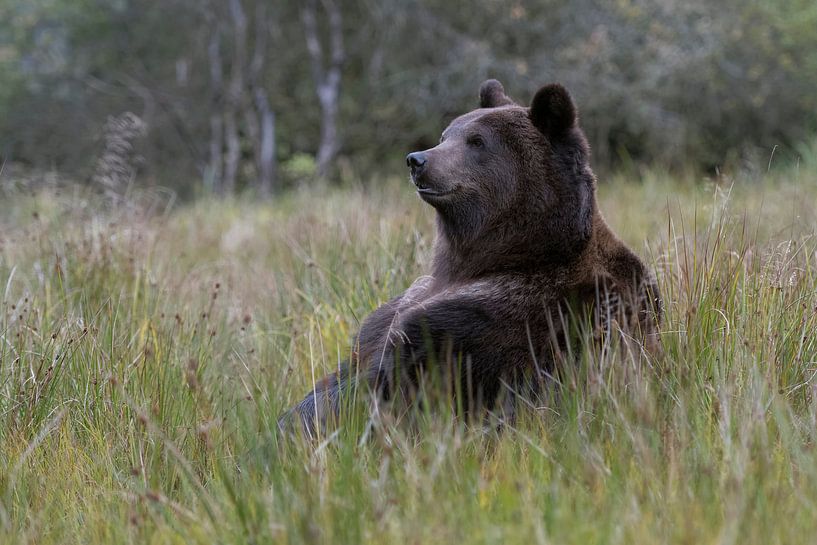 European Brown Bear ( Ursus arctos ) sitting on its butt par wunderbare Erde