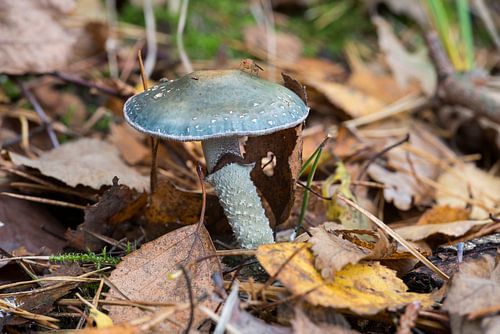 Psilocybe aeruginosa