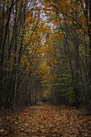 Autumn Colors