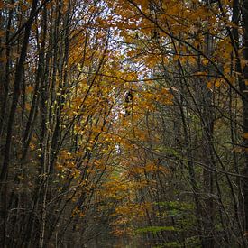 Couleurs d'automne sur Oguzhan Beyaztas