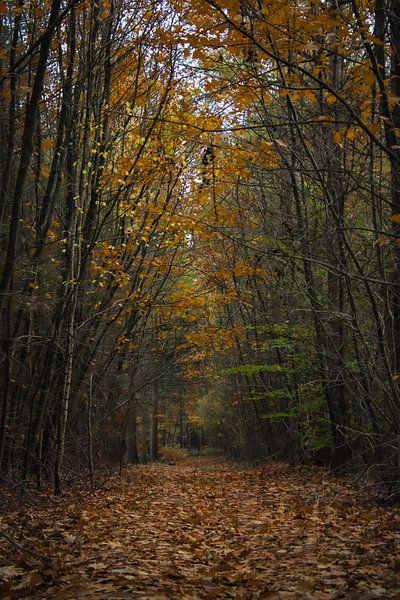 Autumn Colors by Oguzhan Beyaztas