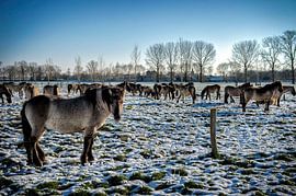 snow by Bas Quaedvlieg